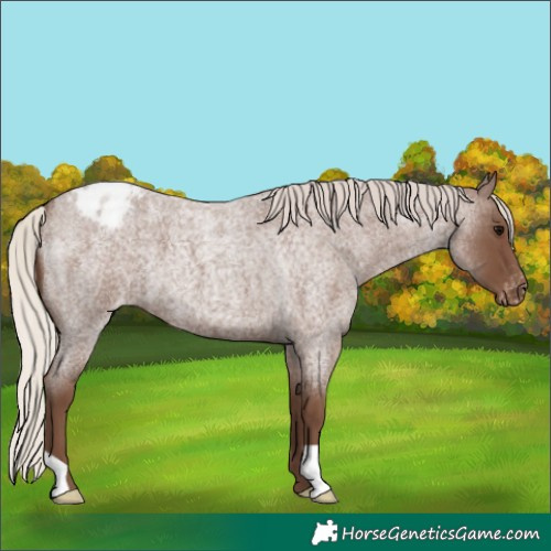Horse Color:Silver Blue Roan Appaloosa 
