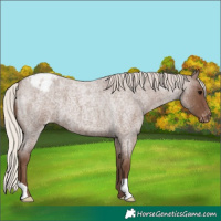 Horse Color:Silver Blue Roan Appaloosa