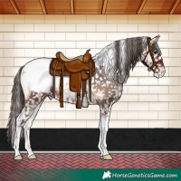 Horse Color:White Spotted Brown Onyx Tobiano Appaloosa