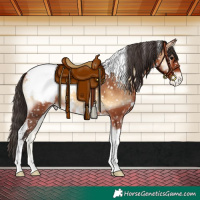 Horse Color:White Spotted Bay Onyx Tobiano Appaloosa 