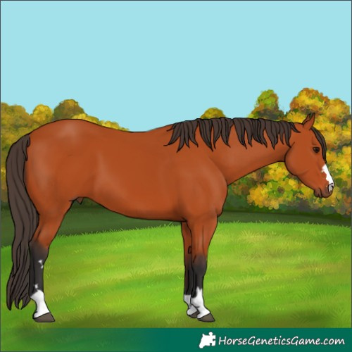 Horse Color:Bay 
