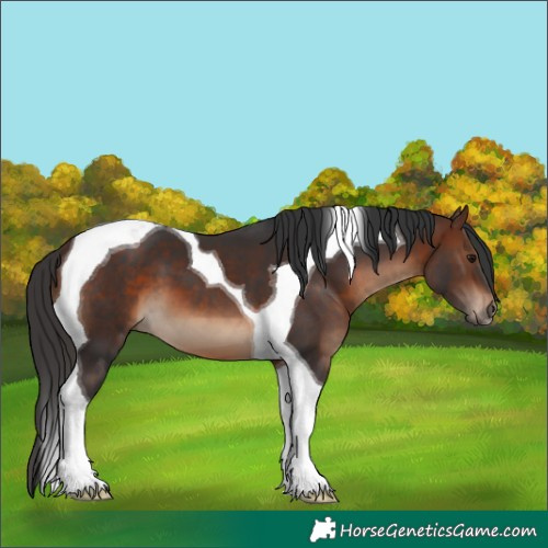 Horse Color:Brown Tobiano 