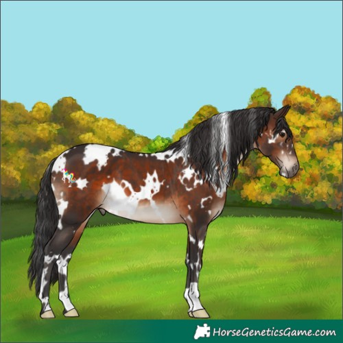 Horse Color:White Spotted Brown 
