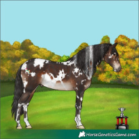 Horse Color:White Spotted Brown 