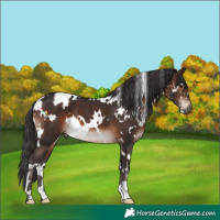 Horse Color:White Spotted Brown