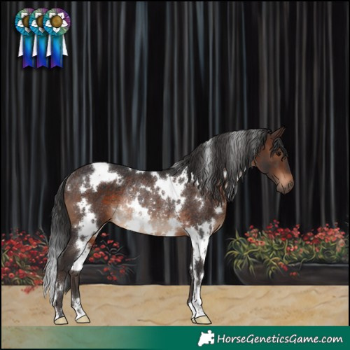 Horse Color:White Spotted Brown Rabicano 