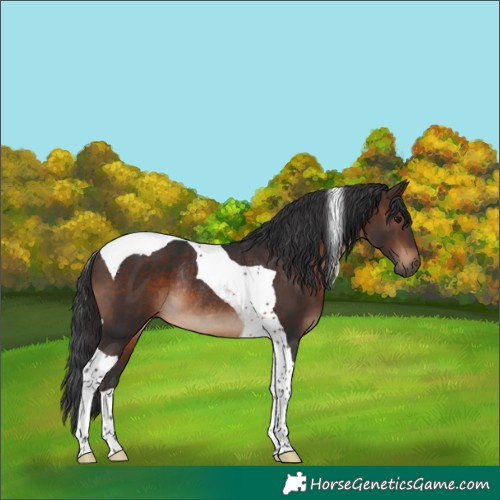 Horse Color:Brown Tobiano Rabicano 