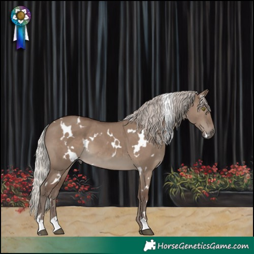 Horse Color:White Spotted Silver Grullo 