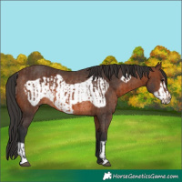 Horse Color:Brown Rabicano  and Brown Frame Rabicano 