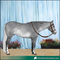 Horse Color:Silver Brown Chinchilla Sabino Rabicano 