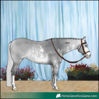 Horse Color:Silver Bay Chinchilla Sabino 