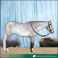 Horse Color:Silver Bay Chinchilla Rabicano 