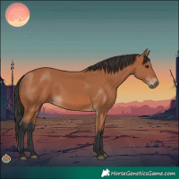 Horse Color:Bay 