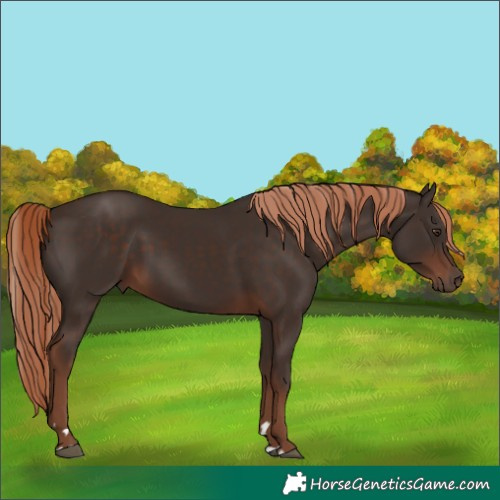 Horse Color:Liver Chestnut Rabicano 