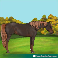 Horse Color:Liver Chestnut Rabicano 
