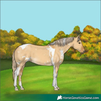 Horse Color:White Spotted Palomino Dun Tobiano 