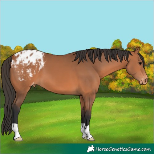 Horse Color:Bay Appaloosa 