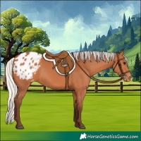 Horse Color:Silver Bay Appaloosa 