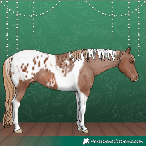 Horse Color:Chestnut Tobiano Appaloosa 