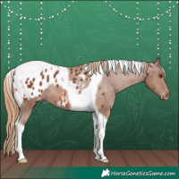 Horse Color:Chestnut Tobiano Appaloosa