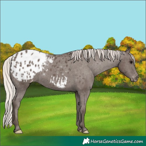 Horse Color:Silver Black Blanket 