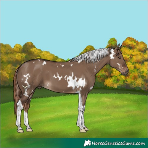 Horse Color:White Spotted Liver Red Dun Tobiano 