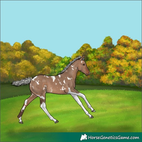 Horse Color:White Spotted Silver Bay Dun Tobiano 