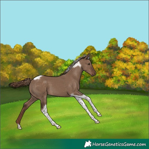 Horse Color:Liver Red Dun Tobiano 