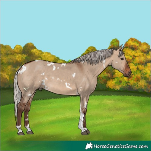 Horse Color:White Spotted Silver Bay Dun Tobiano 