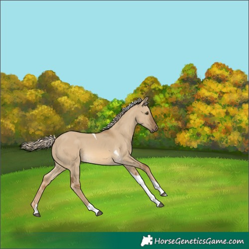 Horse Color:Chocolate Palomino Dun Tobiano 