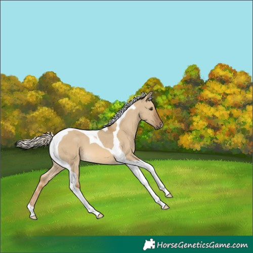 Horse Color:Chocolate Palomino Dun Tobiano 