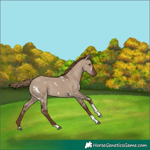 Horse Color:White Spotted Liver Red Dun Tobiano 
