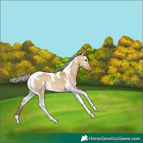 Horse Color:White Spotted Silver Buckskin Dun Tobiano 