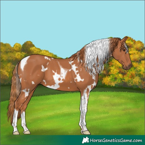 Horse Color:White Spotted Chestnut Tobiano 