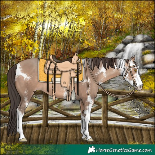 Horse Color:Amber Champagne Sabino 