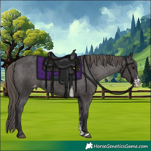 Horse Color:Smoky Black Sabino Appaloosa 