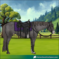 Horse Color:Smoky Black Sabino Appaloosa