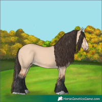 Horse Color:Bay Dun Splash 
