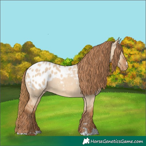 Horse Color:Red Dun Appaloosa 