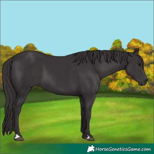 Horse Color:Smoky Black 