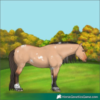 Horse Color:White Spotted Bay Dun Tobiano 