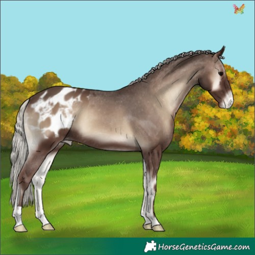 Horse Color:Silver Blue Onyx Appaloosa 