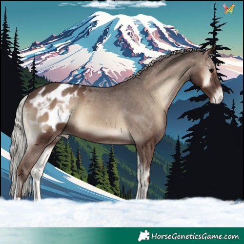 Horse Color:Silver Blue Onyx Blanket 