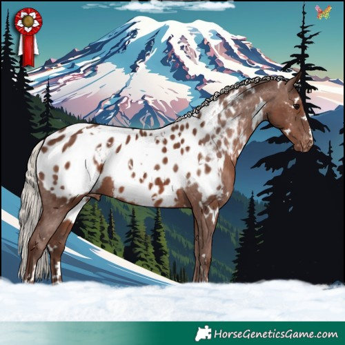 Horse Color:White Spotted Silver Black Blanket 