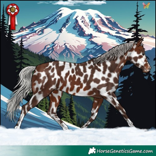 Horse Color:Silver Brown Leopard 