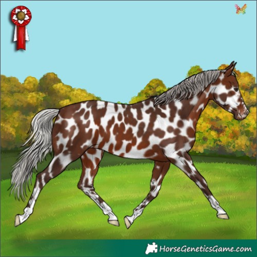 Horse Color:Silver Brown Appaloosa 