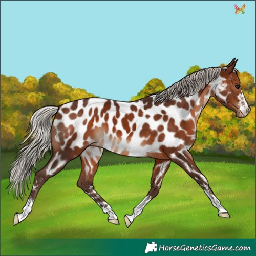 Horse Color:Silver Brown Appaloosa 