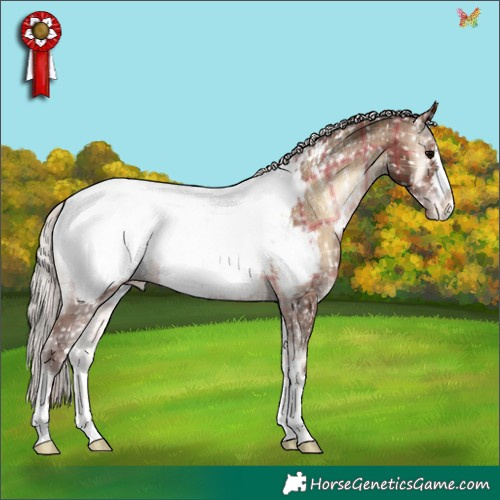 Horse Color:Plaid  Silver Bay Onyx Appaloosa 