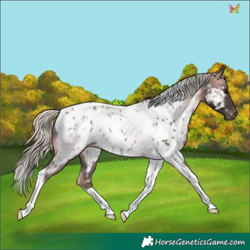 Horse Color:Silver Buckskin Tobiano Appaloosa Rabicano 