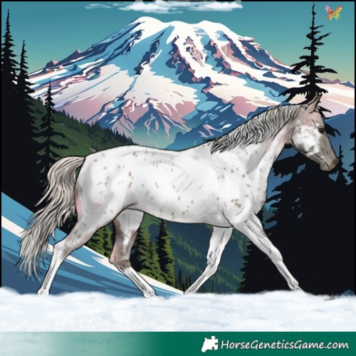 Horse Color:Silver Buckskin Tobiano Near Leopard Rabicano 